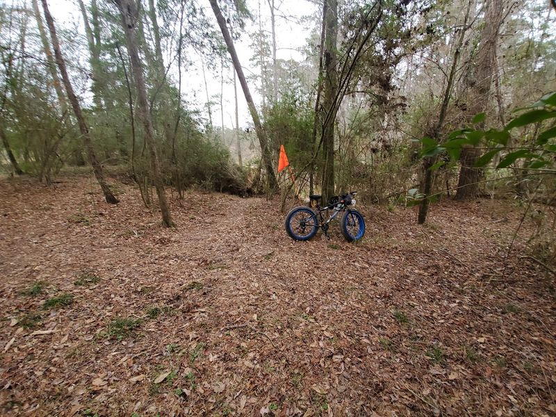 Dog-Friendly Trails With Leash Requirements