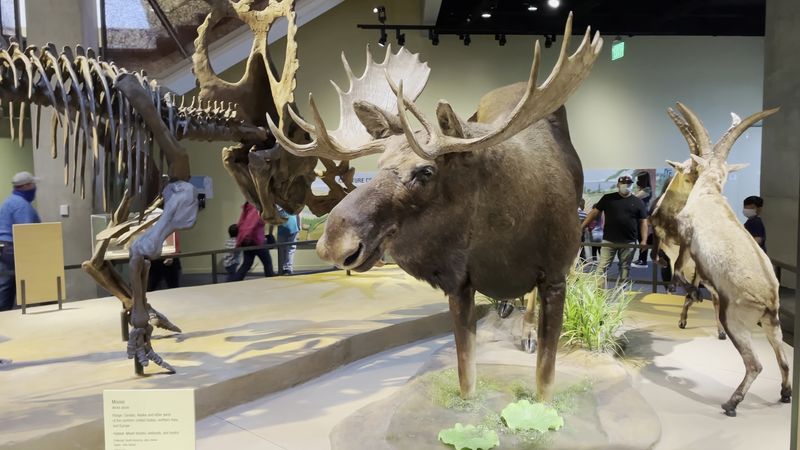 Perot Museum of Nature and Science (Dallas)