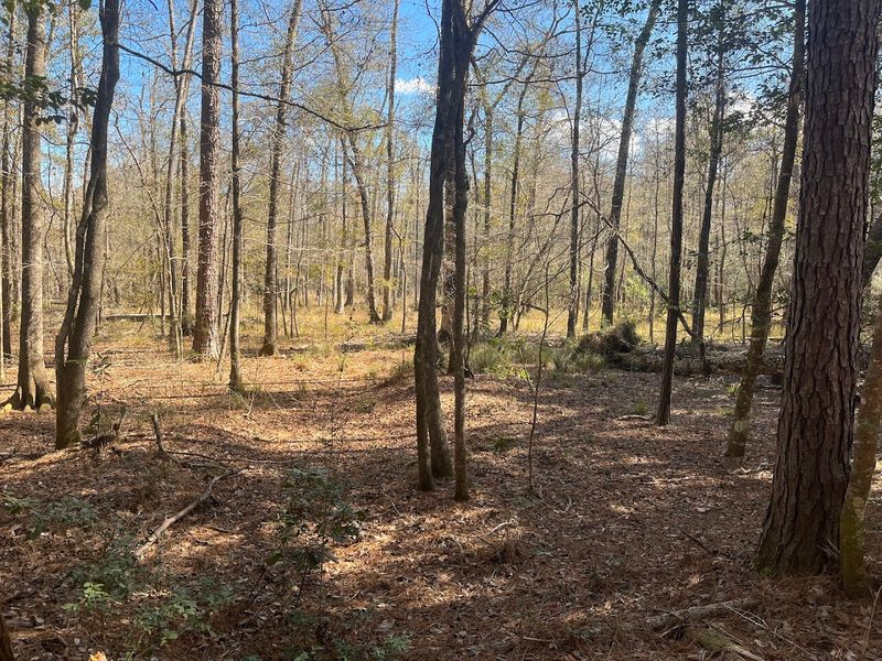Beech Woods Trail