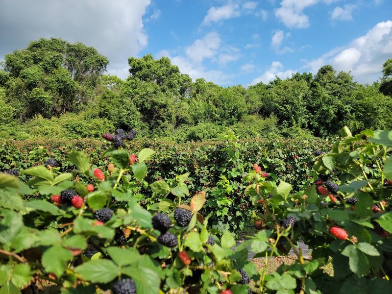 Froberg's Farm (Alvin)