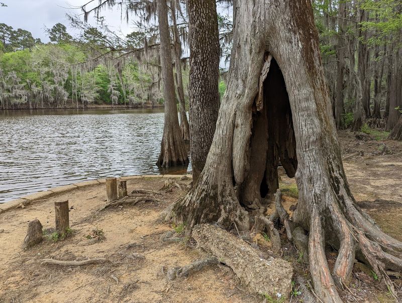 Caddo Lake State Park (East Texas)