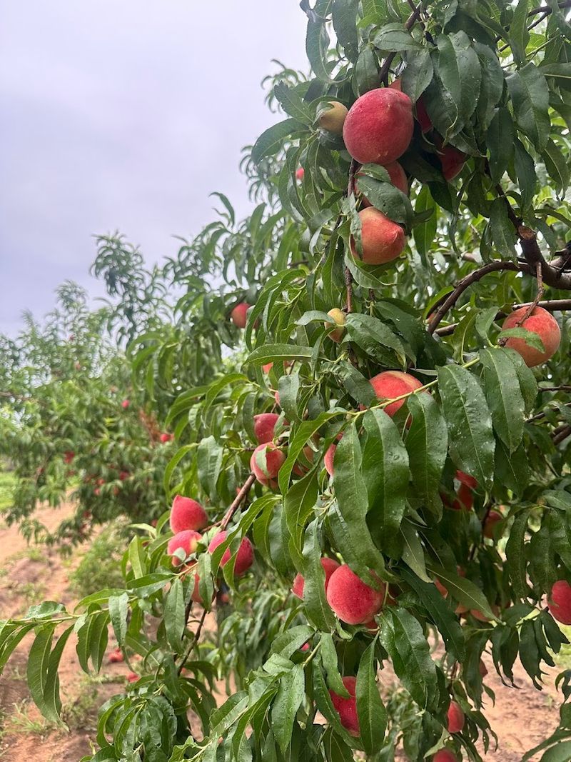 Jenschke Orchards (Fredericksburg)