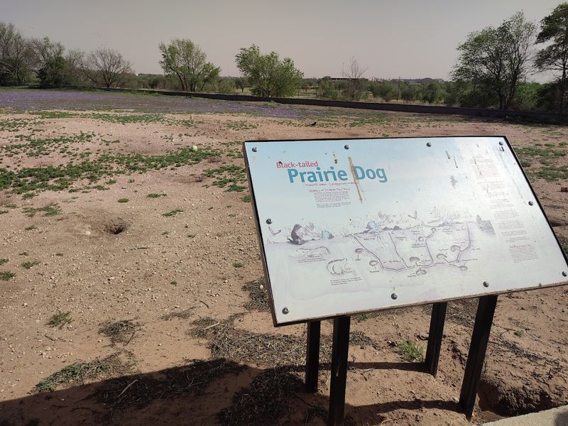 Burrowing Owls Share the Neighborhood