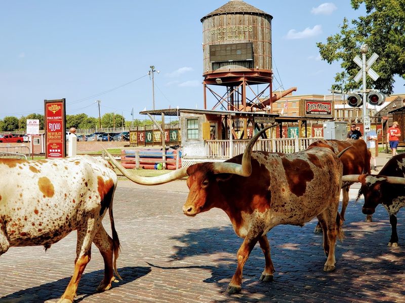 Seventeen Magnificent Longhorns Take Center Stage