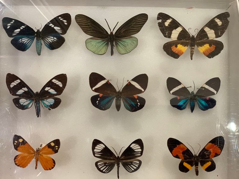 Brown Hall of Entomology Highlights