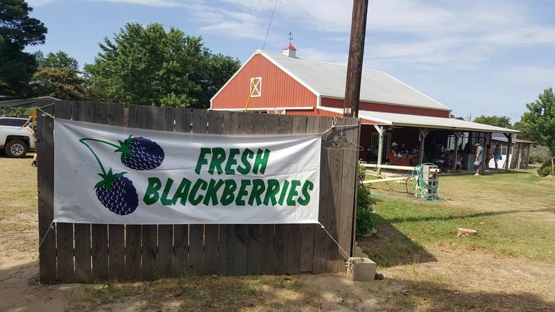 Blueberry Hill Farms (Edom)