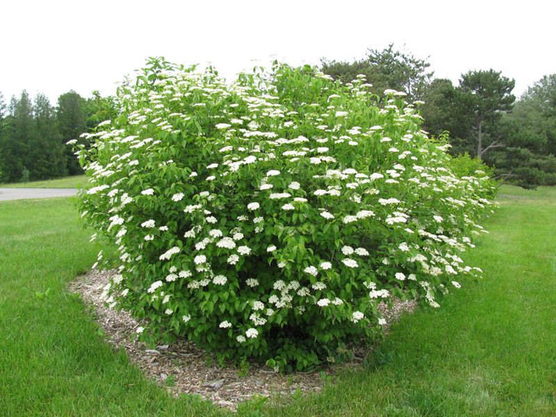 Arrowwood Viburnum Offers Easy Structure For Any Garden