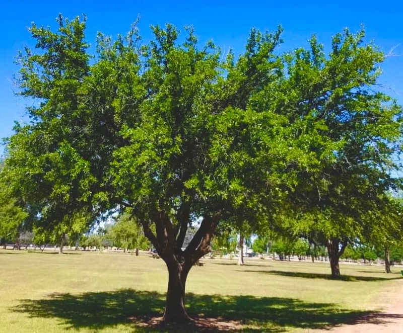 Why It Works Well In Residential Landscapes