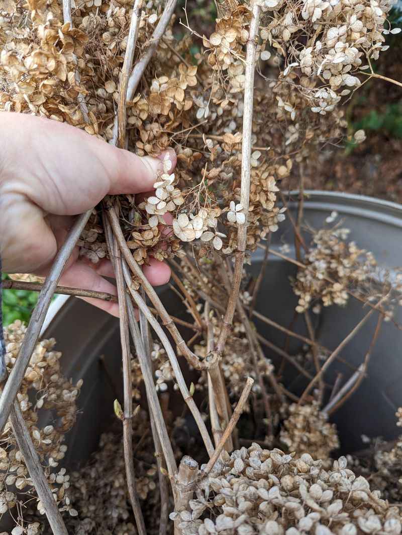 The Cleanup Instinct That Costs You Blooms