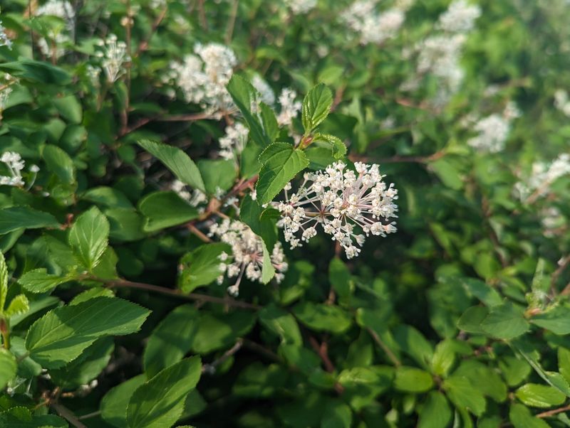 Redstem Ceanothus Brings Texture Without A Flat Hedge Look