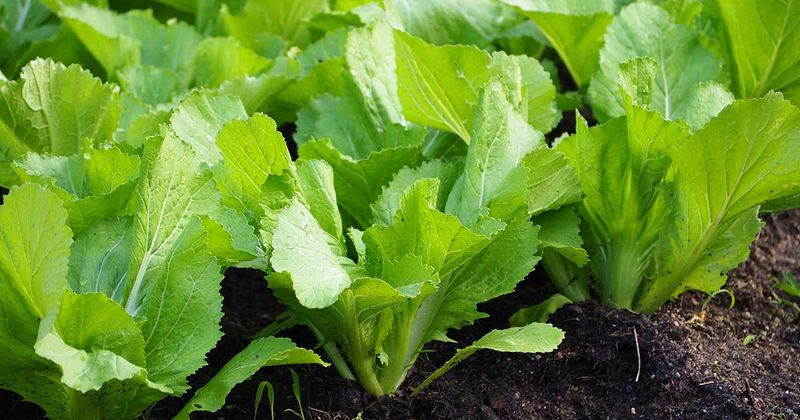 Mustard Greens For A Spicy Fall Addition In Virginia