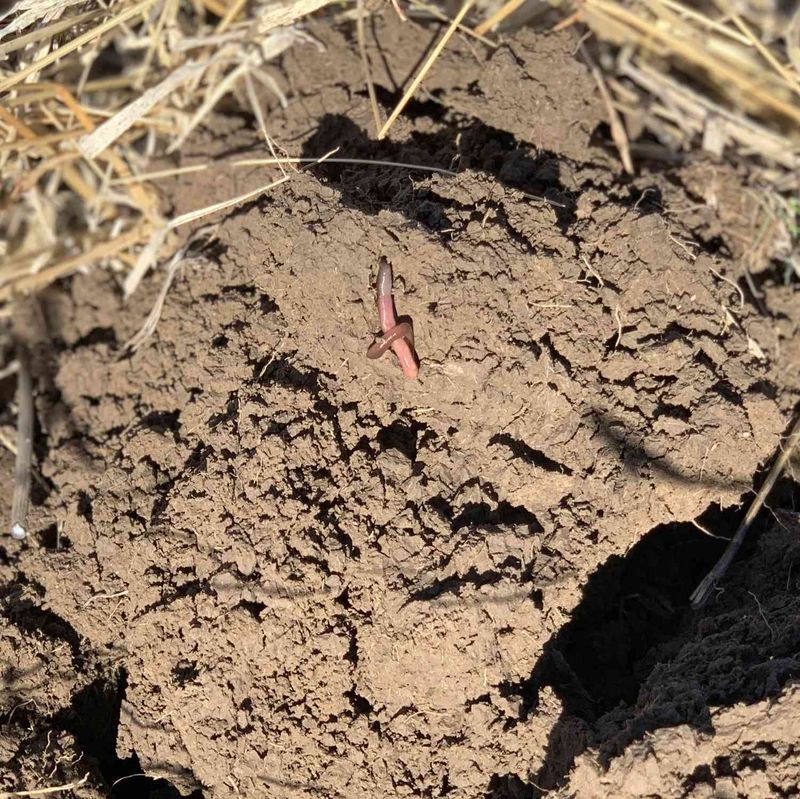 Look For Soil That Smears Instead Of Crumbles