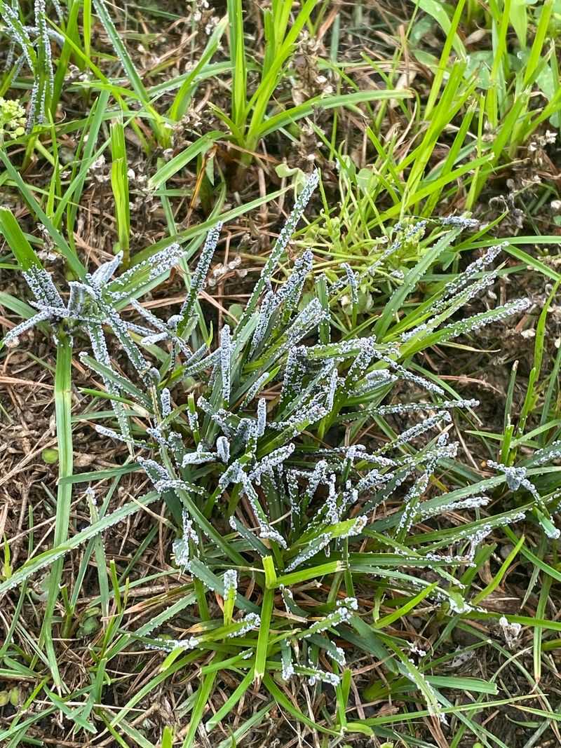 Avoiding Heavy Nitrogen Too Close To Frost
