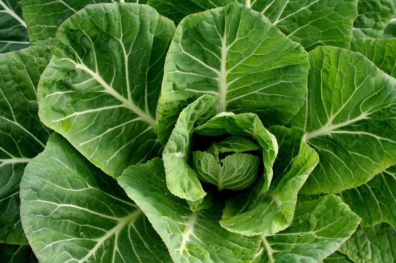 Collards For Classic Southern Fall Gardens