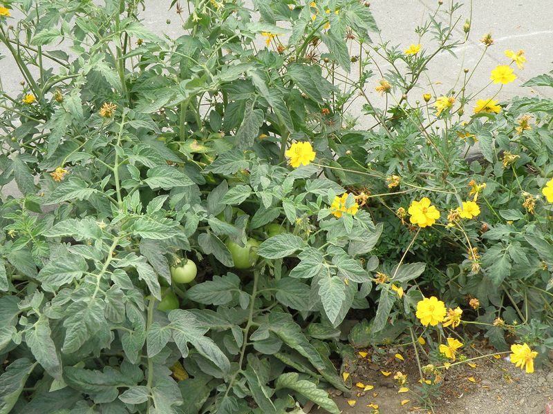 A Large Patio Pot Gives The Vigorous Vine Room To Sprawl