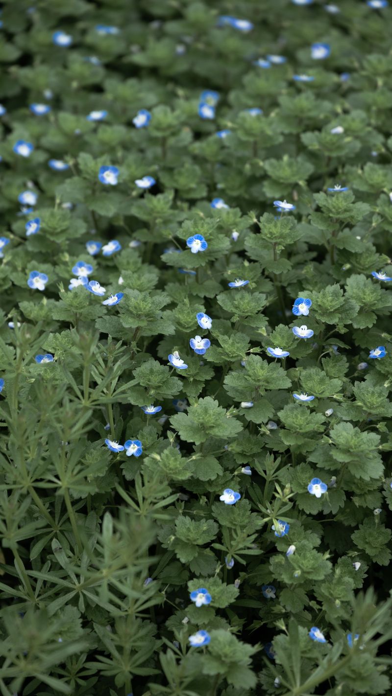 Fill Gaps With Dense Ground Cover