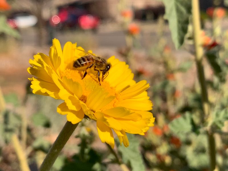 Desert Marigold Keeps The Yellow Coming