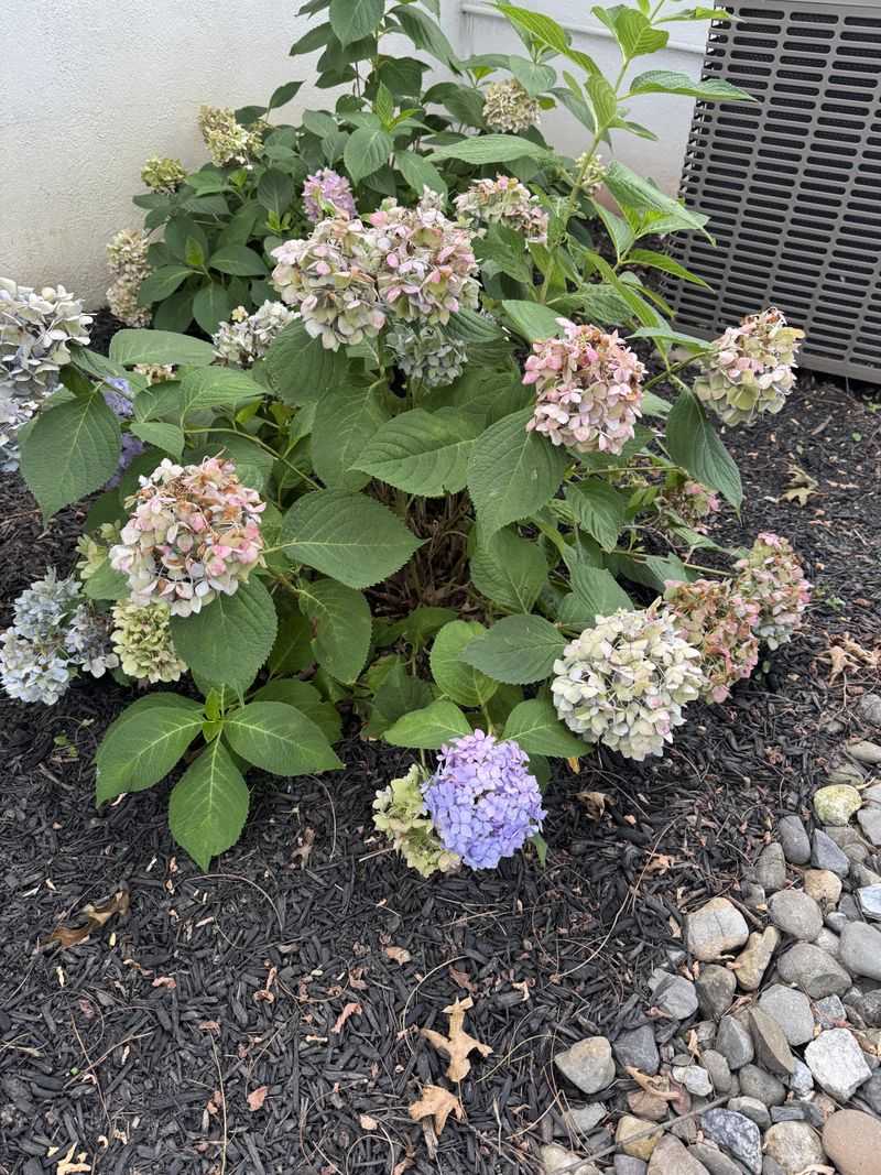Tasks Worth Doing After The Blooms Fade