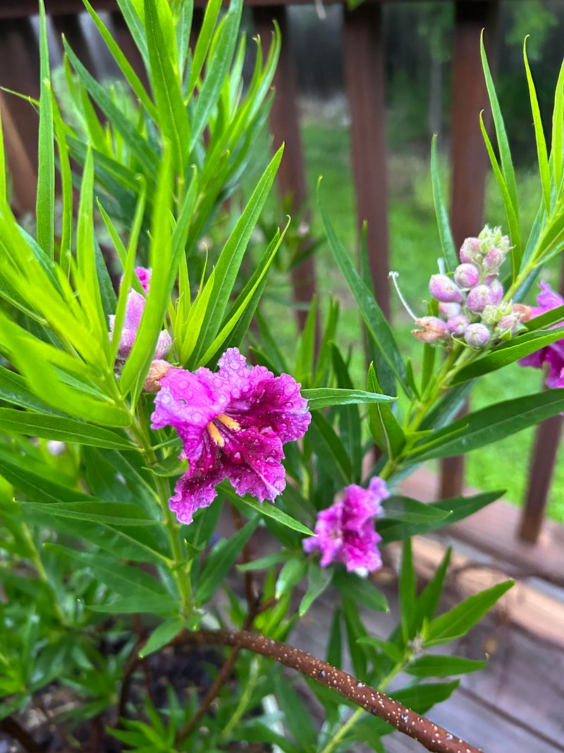 Desert Willow Brings Summer Trumpets