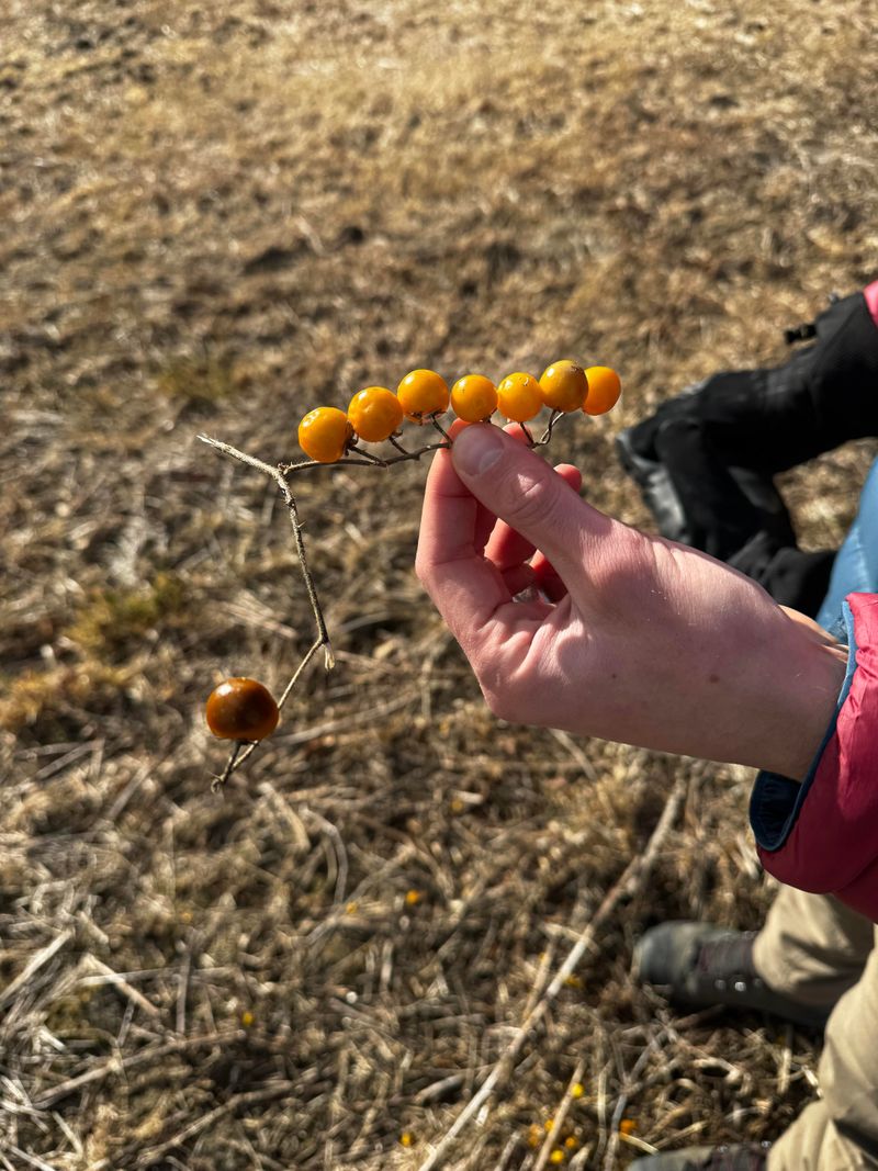 Specialty Seeds Make This Unusual Tomato Growable At Home