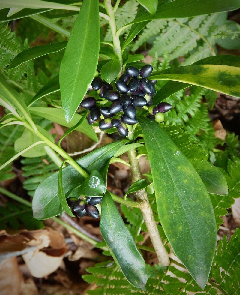Every Part Of This Plant Is Toxic And That Includes The Berries