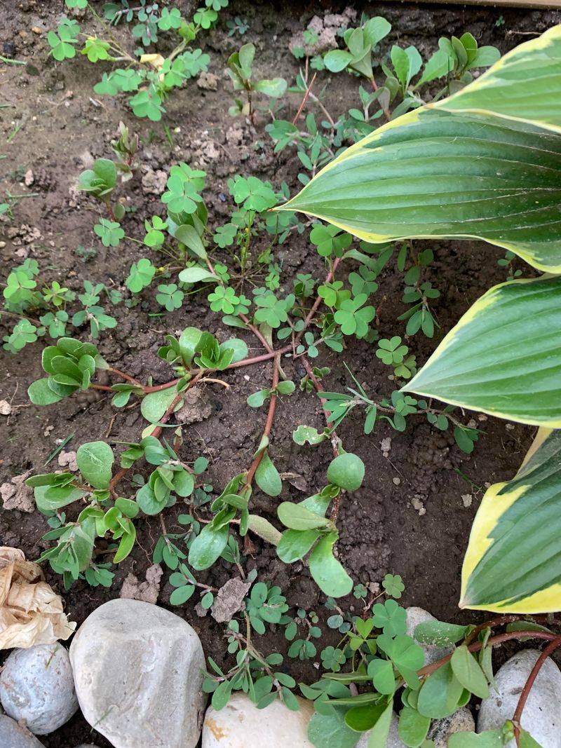 Clear Out Competing Weeds
