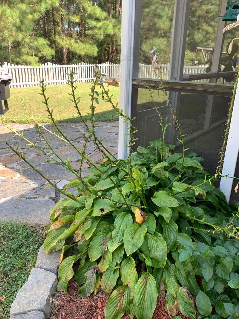 Remove Spent Flower Stalks
