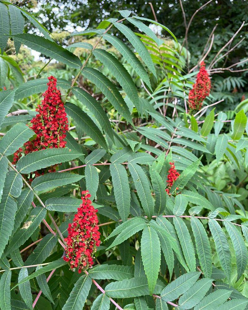 Winged Sumac