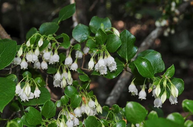Sparkleberry