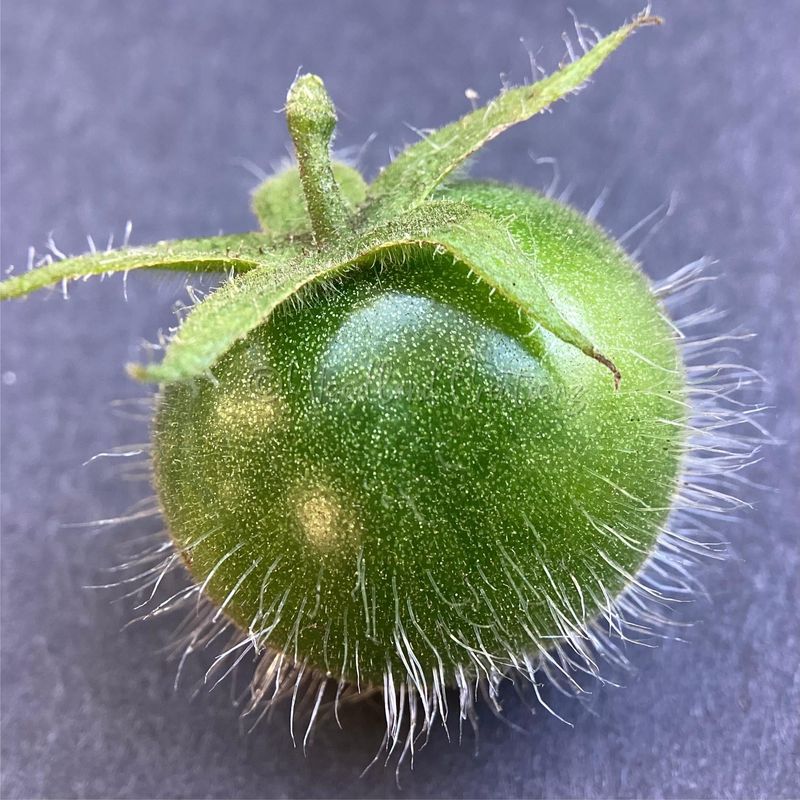 Wild Tomato Leaves Hide The Chemistry Behind The Repellent