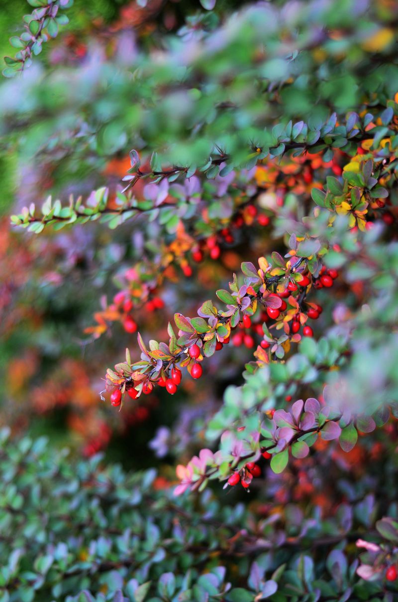 It Forms Dense, Impenetrable Thickets