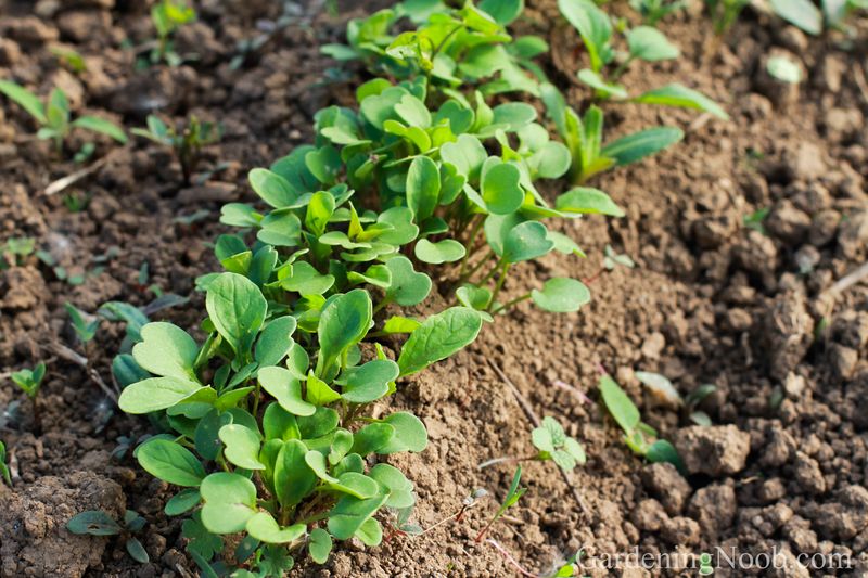 Arugula For A Bold Flavor Before Winter