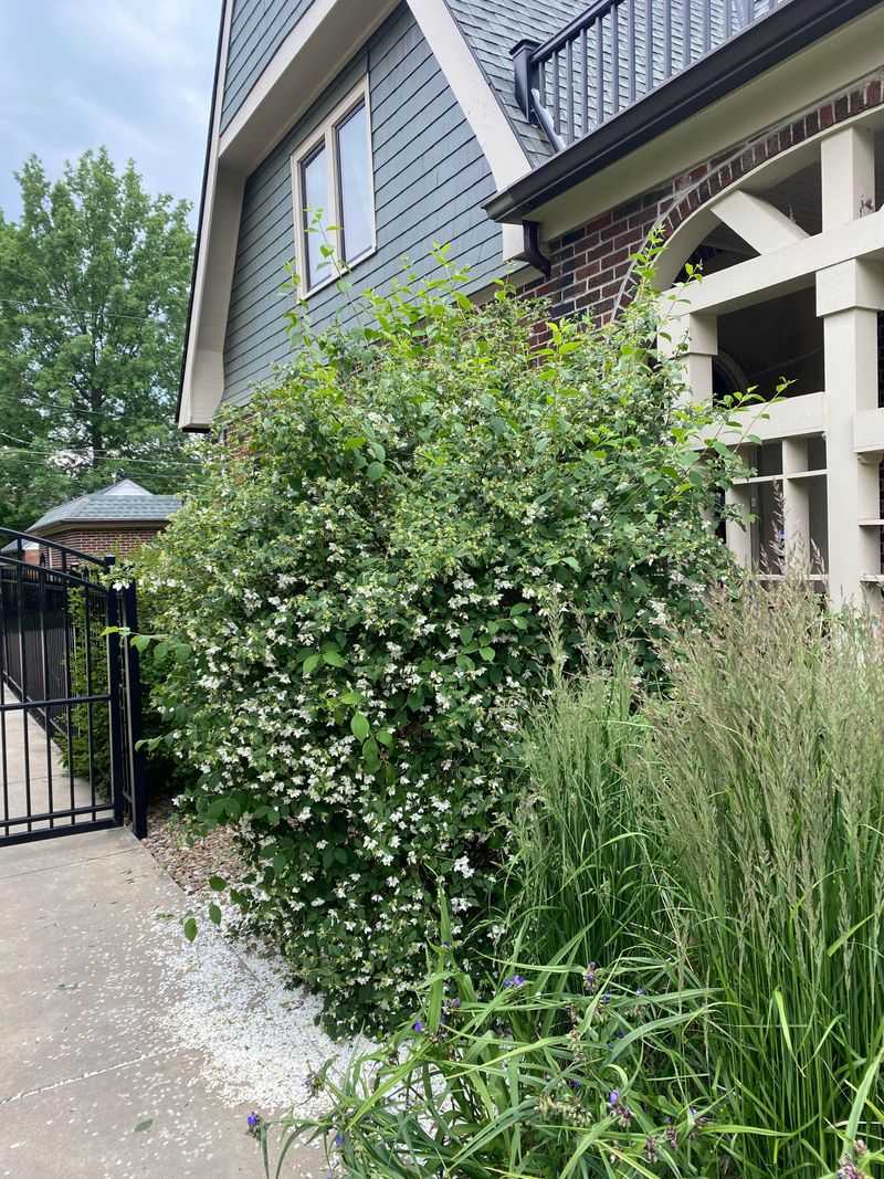 Mock Orange Makes Side Yards Smell Better Than Arborvitae