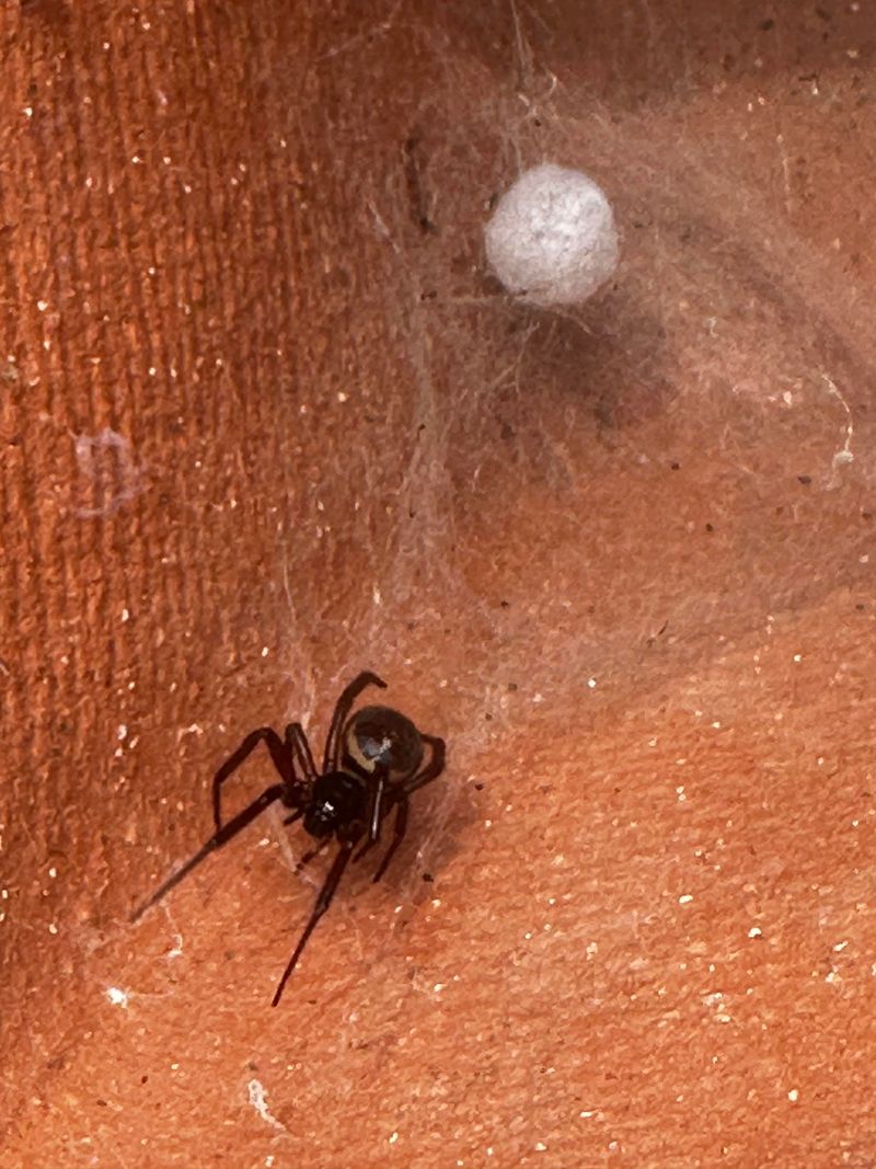 Stacked Pots And Patio Items Can Hide Webs Underneath