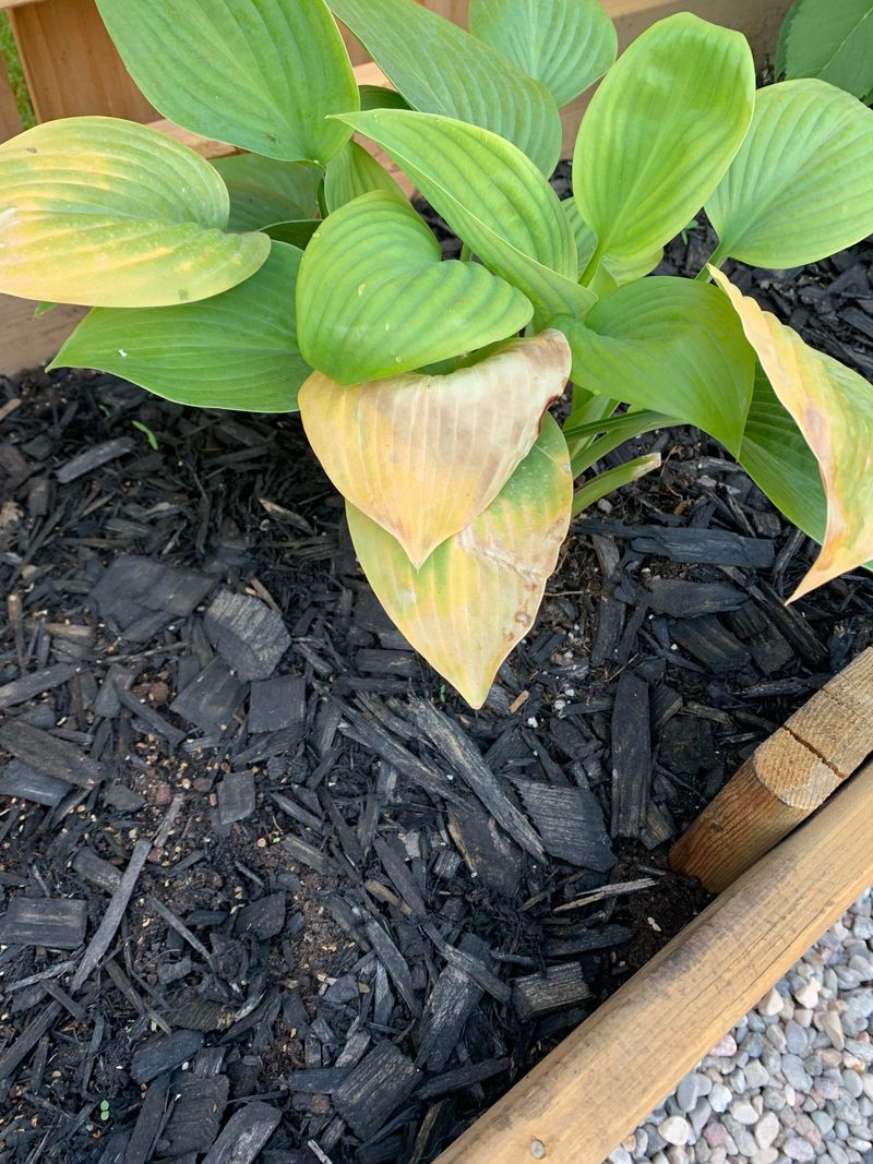 Mulch Around The Base