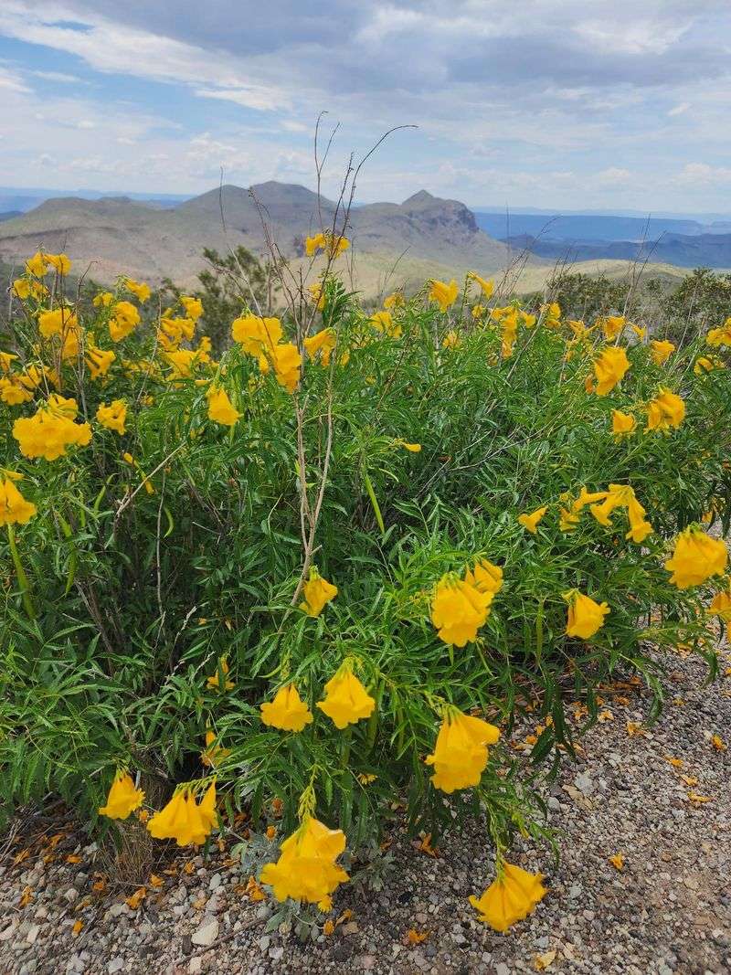 Arizona Yellow Bells Turn Heat Into Color