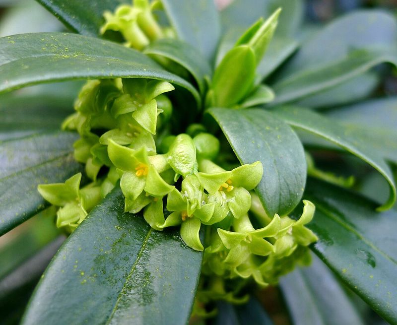This Popular Washington Shrub Hides A Dangerous Secret