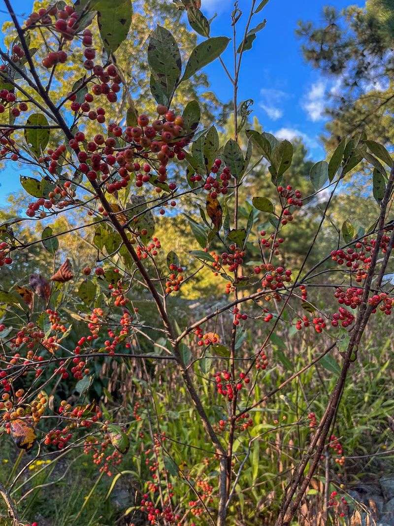 Red Chokeberry