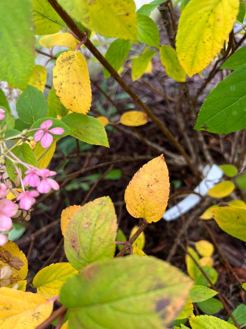 Remove Yellowing Leaves
