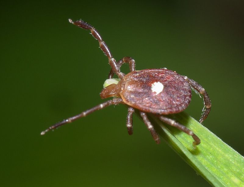 Tick Trials Put Tomato-Derived Chemistry Against DEET