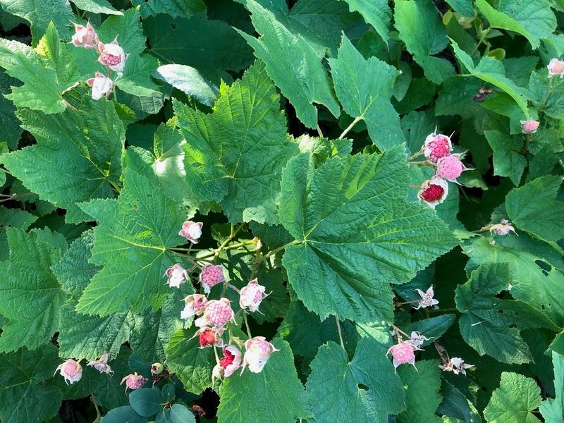Thimbleberry Fills Awkward Edges With Big Soft Leaves