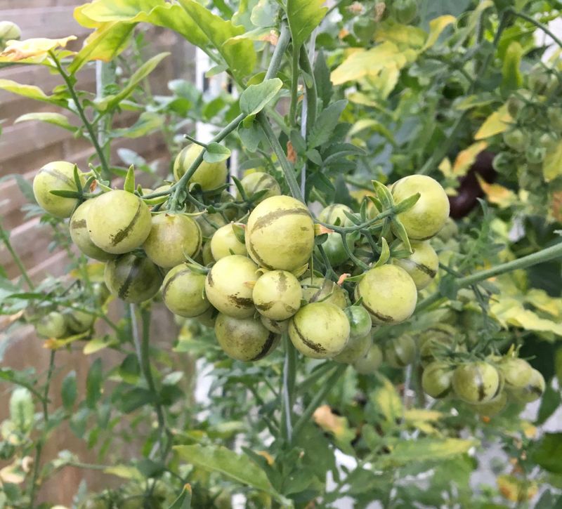 Some Lab Tests Gave The Tomato Repellent The Edge
