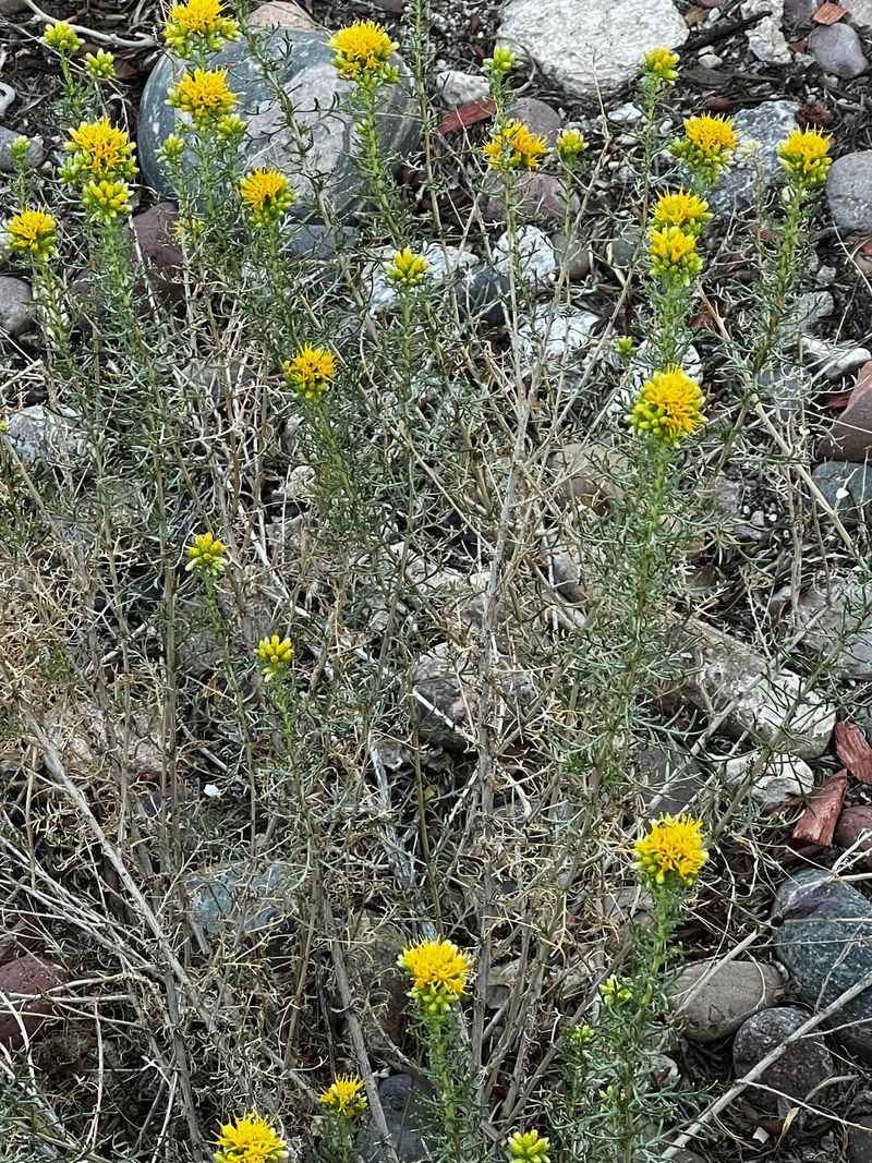Turpentine Bush Waits For Late Summer