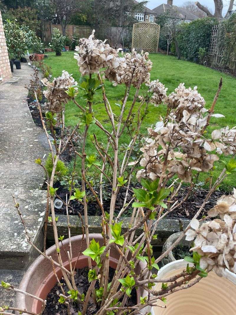 Your Pruning Window Closes Sooner Than It Looks