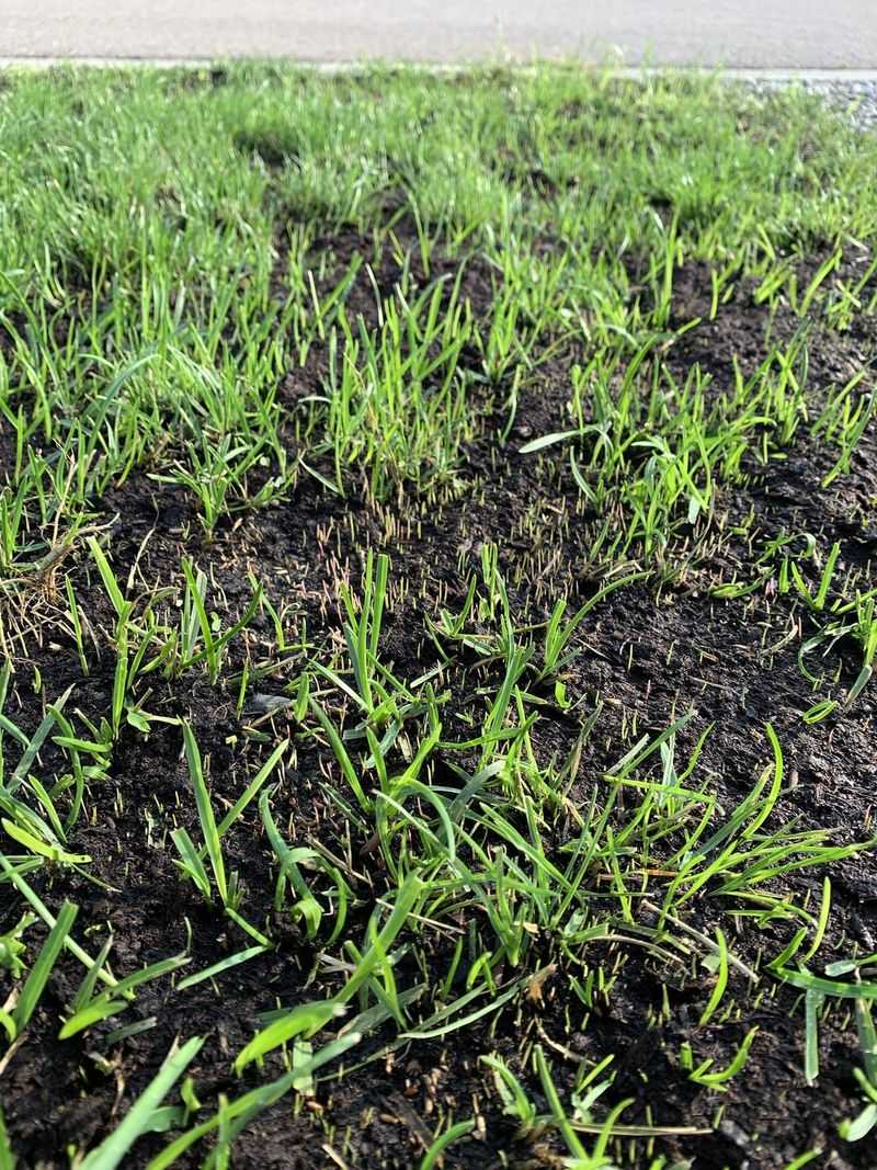 Pairing Feeding With Overseeding For Density