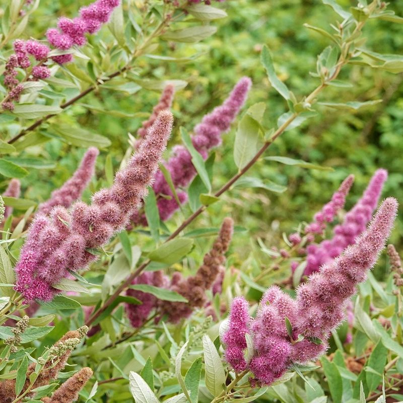 Douglas Spiraea Works Where Driveway Edges Stay Damp