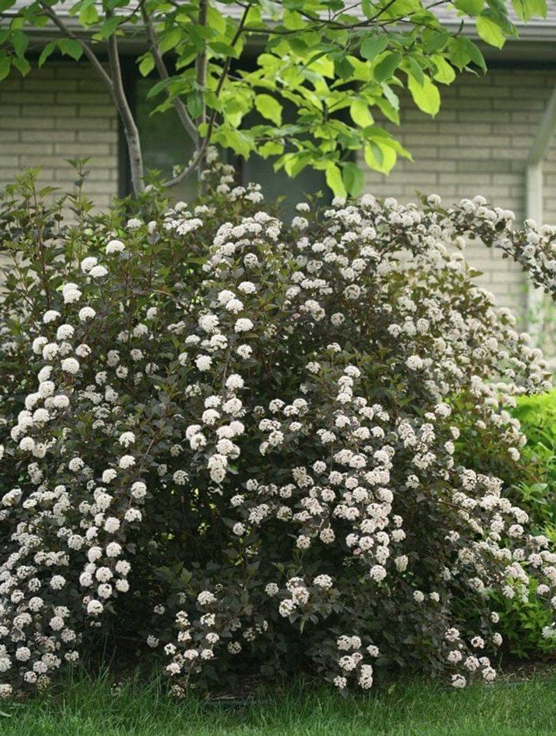 Ninebark Belongs In Every Wisconsin Yard 