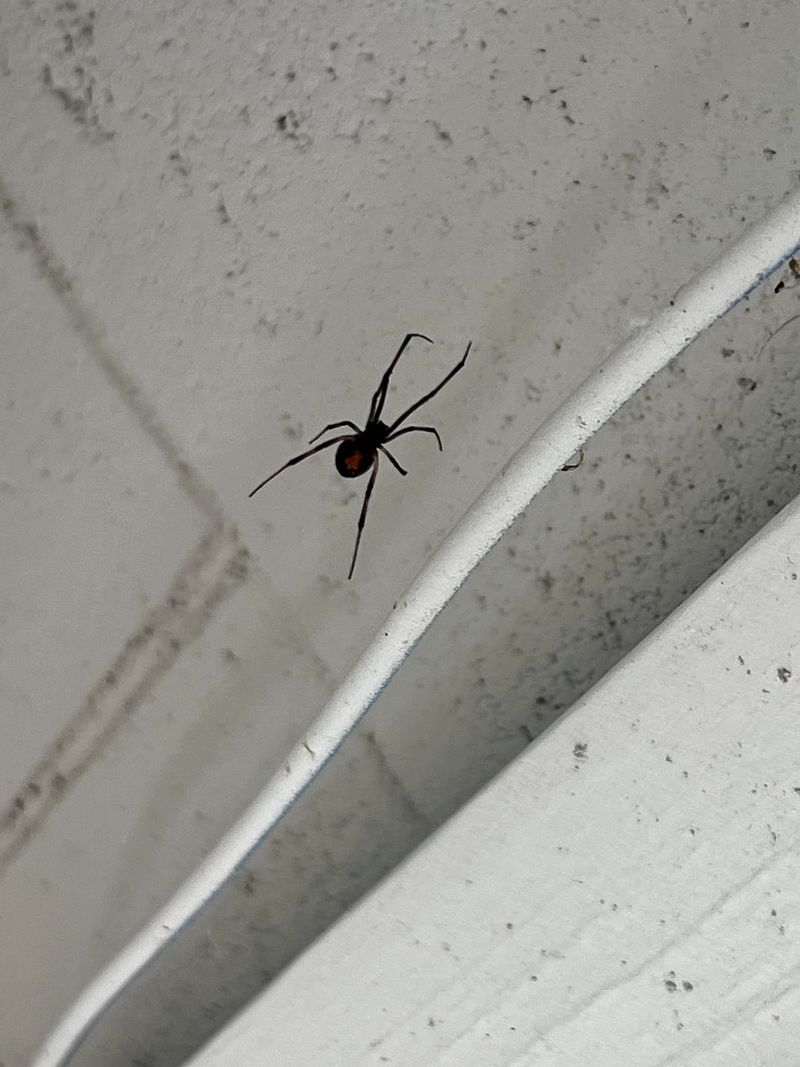 Garages And Sheds Need Regular Web Checks