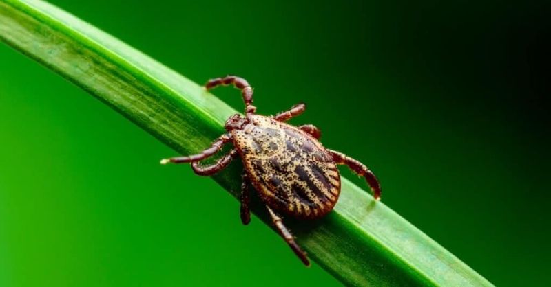 Grow It For The Science, Not As Your Only Tick Defense