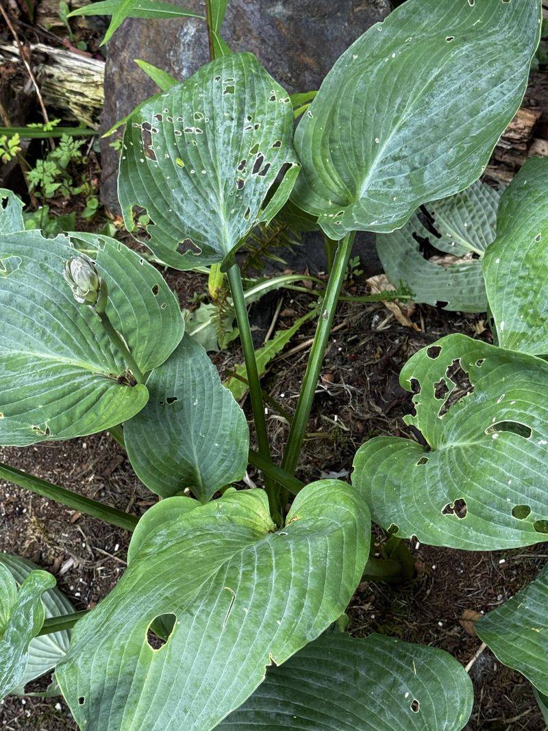 Treat Slug And Snail Damage Early